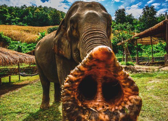 Maeklang Elephant Conservation Community